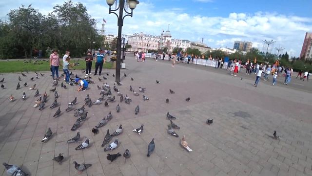 Как Чита кормила голубей! 22.08.2020 смотреть онлайн