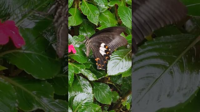 Large Spotted Helen (Papilio daksha) butterfly drinking nectar from Impatiens flower in Amboli, MH смотреть онлайн