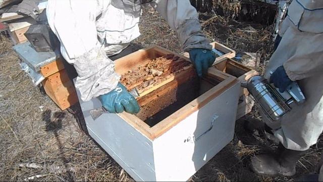 Весенняя пересадка пчёл смотреть онлайн