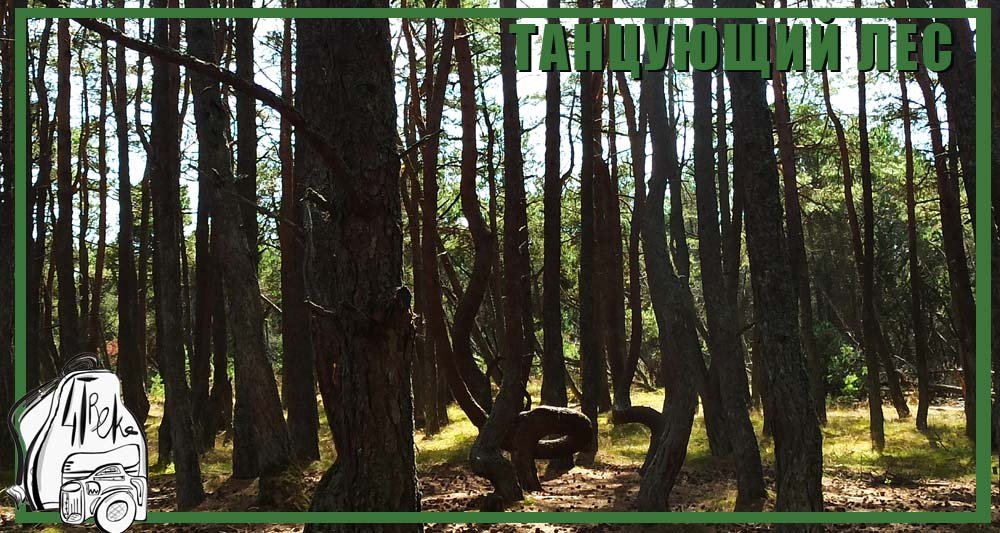 Танцующий лес | Куршская коса | Калининградская область смотреть онлайн