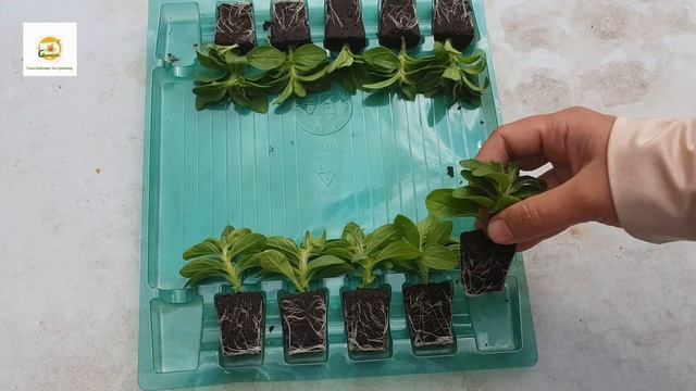 Unboxing of Petunia Mystical Midnight gold postiplug plants sent by Thompson & Morgan ~ A free gift смотреть онлайн