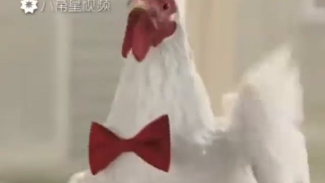 Сумасшедший петух смотреть онлайн