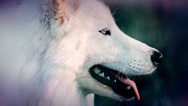 Bayu Bayushki Bayu - Russian Lullaby Lyrics (eng Sub)