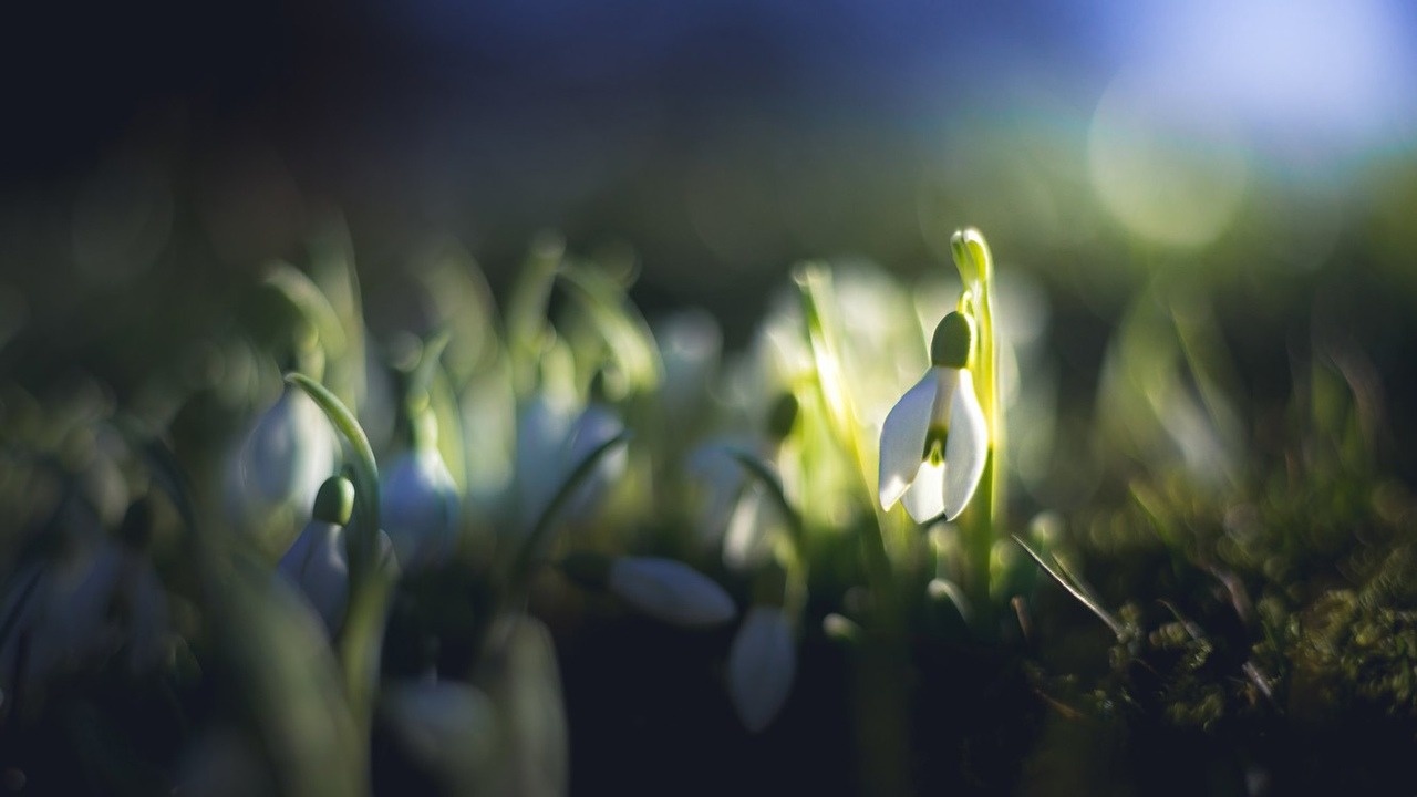 Первый первый я второе блюдо (Квашеная капуста)