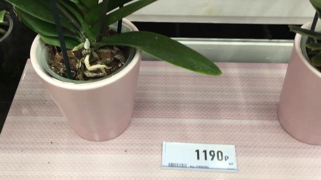 Обзор орхидей в Бауцентрах 8 июня 2019 г. Шикарные Каскады и последний Дикий Кот))) смотреть онлайн