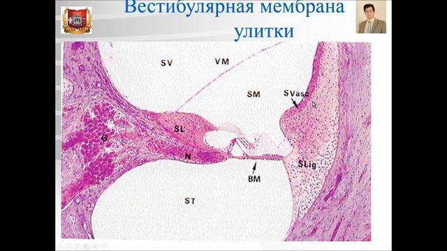 Лекция № 12. Органы чувств - 2: орган слуха и равновесия. Лекция по гистологии. смотреть онлайн