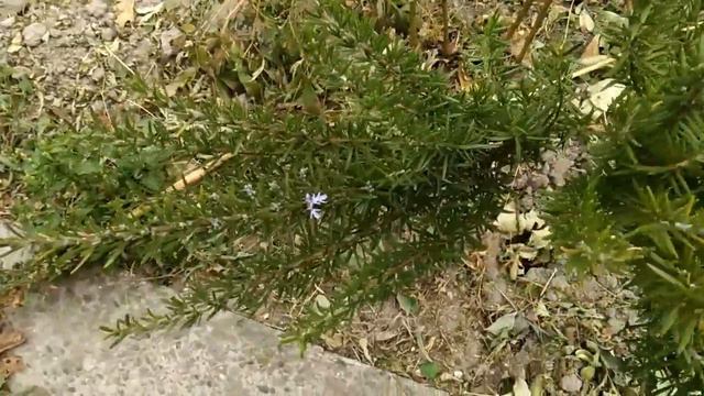 Розмарин зацвёл, осень, 06 октября 2017 смотреть онлайн