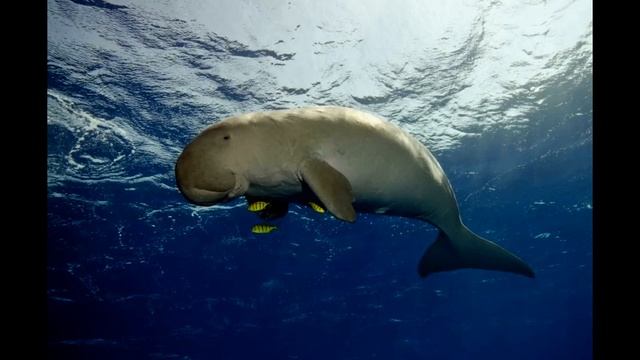 В Китае вымерли дюгони смотреть онлайн