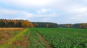 Живописные поля осени. Шум осеннего ветра и голоса птиц. Звуки живой природы.