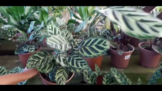 Fiquei louca com tanta variedade de MARANTA. смотреть онлайн