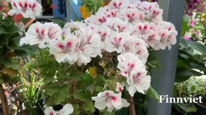 Pelargonium Grandiflorum Elegance Francis