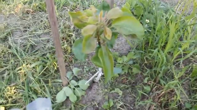 Формирование саженца после прививки смотреть онлайн