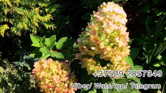 Обзор метельчатой гортензии Graffiti (Граффити). Беларусь смотреть онлайн