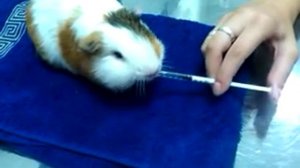 Принудительное кормление морской свинки 2