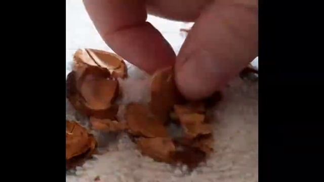 Абрикосовые косточки. Щелкаем как орешки смотреть онлайн