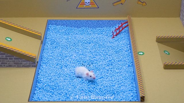 ? Hamster Escapes the DIY Ball Pool Maze for Pets ? Cute Hamster смотреть онлайн
