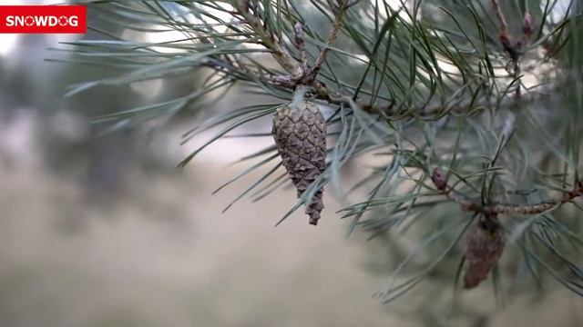 Snowdog: Standard с задним ходом