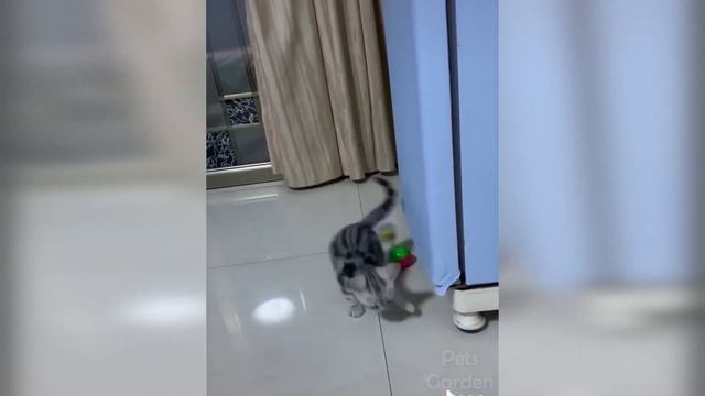 Самые смешные домашние животные. Не пытайтесь сдержать смех смотреть онлайн