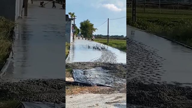 Утиная тропа🦆 смотреть онлайн