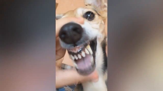 Du Hast - Animal Cover