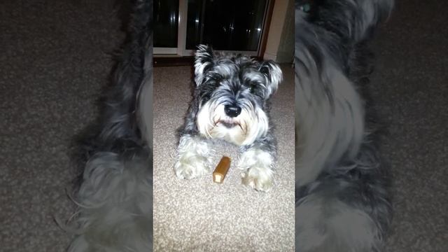 Miniature schnauzer snack time смотреть онлайн