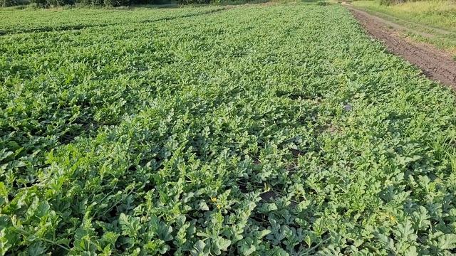 Арбуз Каристан на 10.07.2021 смотреть онлайн