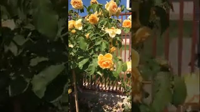 Штамбовые Розы в саду !! Красиво и легко !! Английская роза Грэхам Томас ! Rose Graham Thomas смотреть онлайн