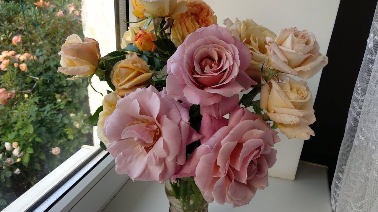 Розы. Цветение и полезные советы. смотреть онлайн