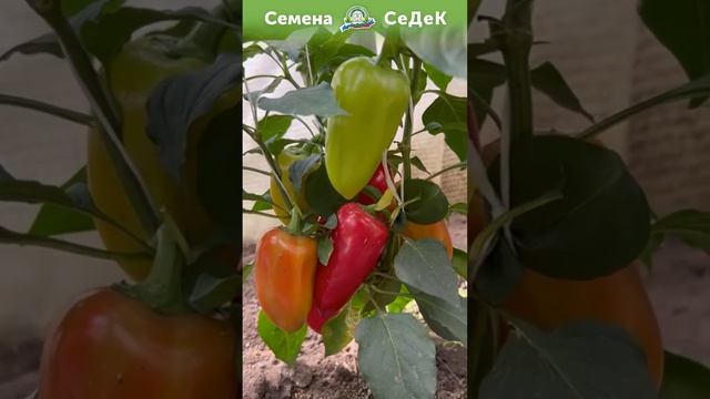 Невысокий сладкий ранний перец. Для открытого грунта! смотреть онлайн