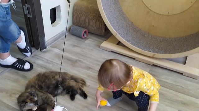 Аня играет с кошками в Котокафе Время Котов! Много кошек и веселья! смотреть онлайн