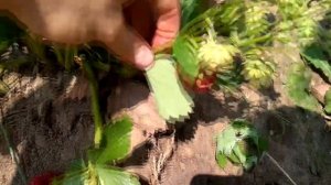 Сорт клубники Вима Занта. Выращивание клубники Вима Занта в Сибири