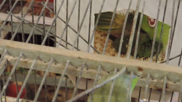 Воробьиные попугаи- разведение смотреть онлайн