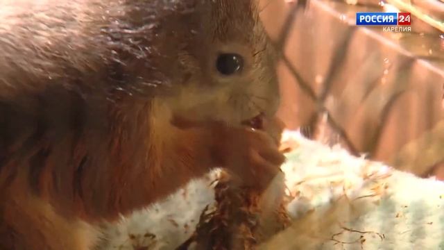 Движение вверх. Петрозаводский парк аттракционов. 23.10.2020 смотреть онлайн
