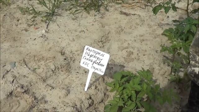 Эко13 Биогумус под картофель 12,08,17 смотреть онлайн