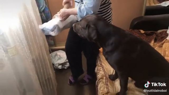 Радость собаки на косточку Лучше чем радость девушки на подарок !!! смотреть онлайн