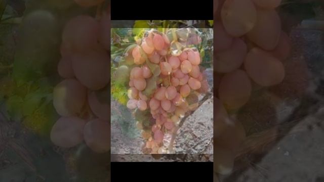 ВИНОГРАД КСЕНИЯ смотреть онлайн