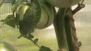 Сорт томата Арбуз // Секреты хороших урожаев.