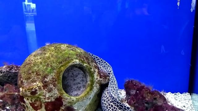 Леопардовая мурена, крылатка и другие товарищи смотреть онлайн