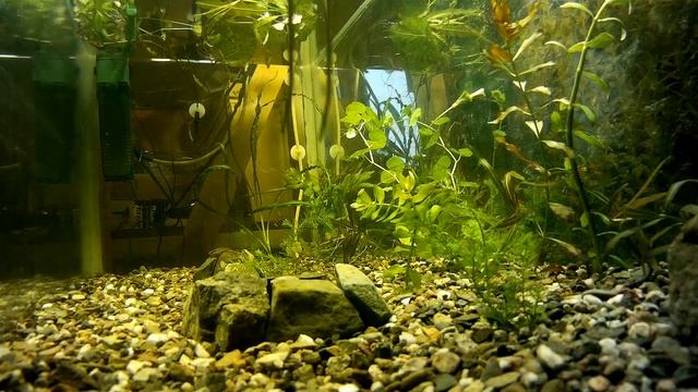 Запуск аквариума 170л, ч.2 Посадка растений (Аква Хижина, выпуск 16) смотреть онлайн