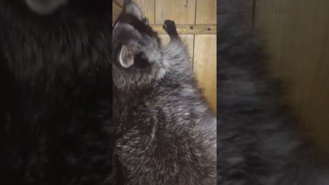 Енот-жиробас стырил ручку