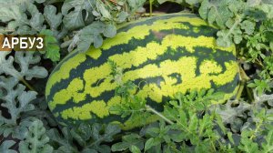 Арбузный бизнес. Выращивание арбузов. Бахча Пономарево