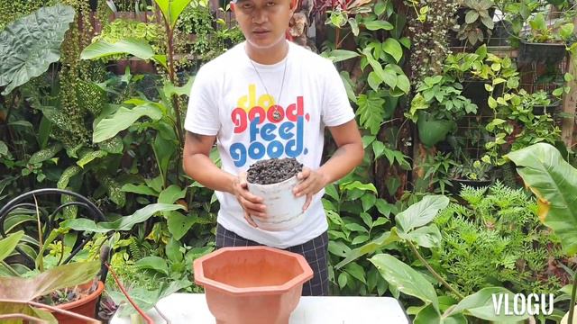 Philodendron Mexicanum: Propagation & Care Tips смотреть онлайн