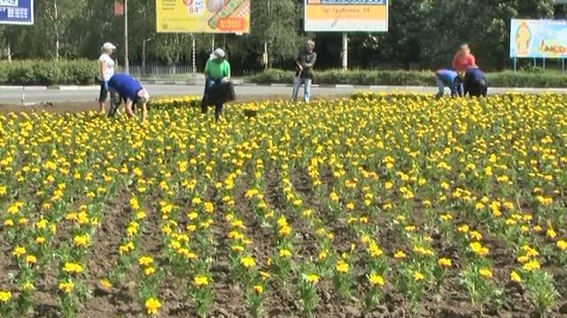 В Никополе засаживают цветами клумбу на кольце смотреть онлайн
