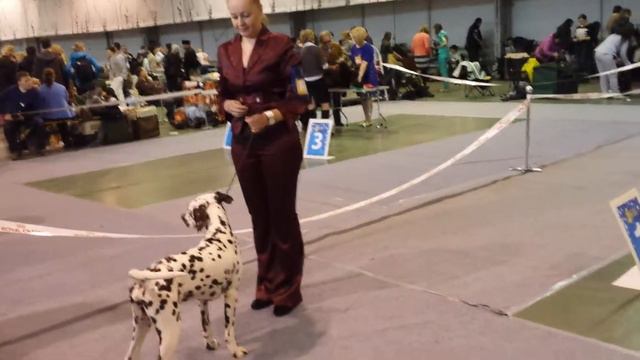 Моно далматинов 05.04.2015(1) смотреть онлайн