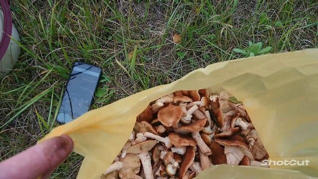 30.09.22#опята в Подмосковье. У нас первые грибы смотреть онлайн