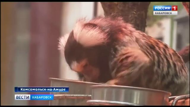 Зооцентр "Питон" готовится к зиме смотреть онлайн