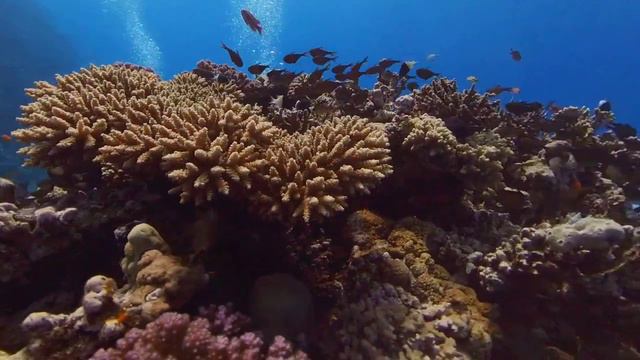 Egypt Liveaboard - Red Sea Coral Reef 360° - 4K смотреть онлайн