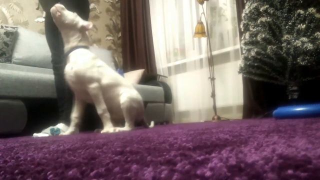 Дрессировка аргентинского дога, Сэм, 4 месяца