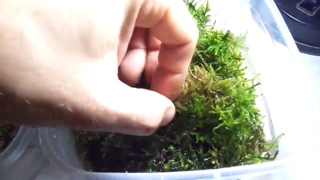 ЛЕСНОЙ МОХ ДЛЯ УЛИТКИ: выращивание мха дома смотреть онлайн