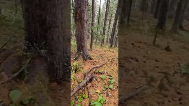 Сбор кедровой шишки,весна. смотреть онлайн